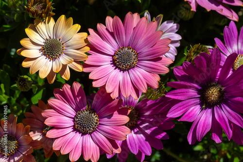 Vibrant African Daisy flowe...