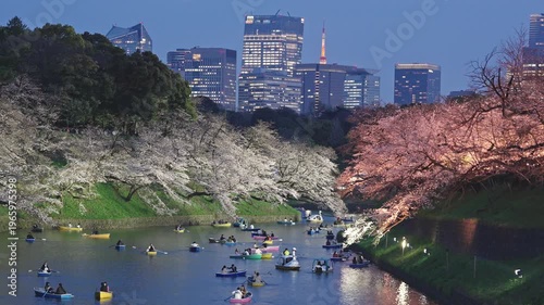 千鳥ヶ淵　桜　夜桜