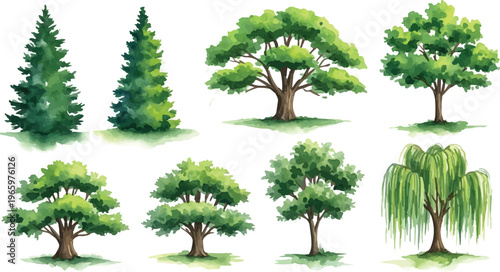 Watercolor tree collection with 8 green forest elements, hand painted botanical garden trees vector set, organic oak and pine tree illustrations for landscape design isolated PNG with