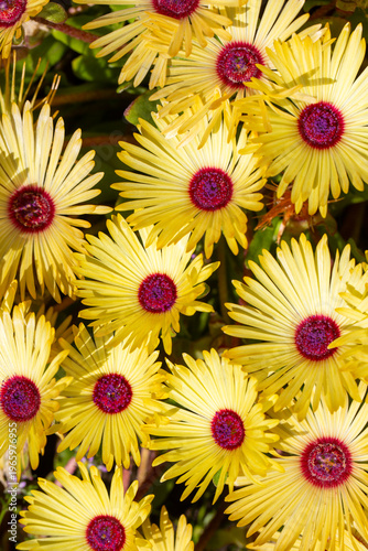 Top view of yellow Livingst...