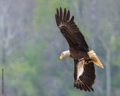 Eagle flying back to its nest with its breakfast