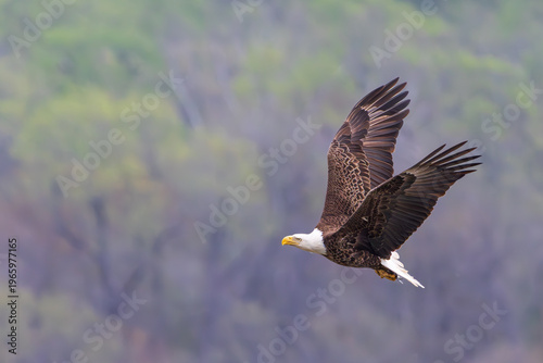 Eagle in Flight back to its nest