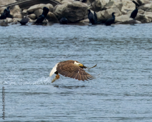 Eagle Fishing for lunch in the Susquahana River