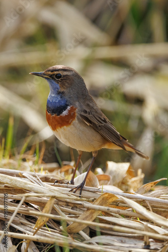 Bluethroat bird stepping out of reeds in natural wetland habitat. A colorful bluethroat (Luscinia svecica) emerging from dense reeds in a wetland environment. This small migratory songbird is captured