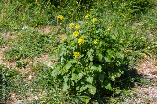 Wild Mustard plant Sinapis ...
