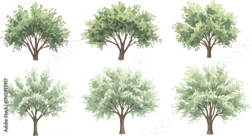 Watercolor olive tree collection with 6 vector elements, Mediterranean green foliage and rustic brown trunks, organic garden landscape design assets for nature branding isolated PNG with