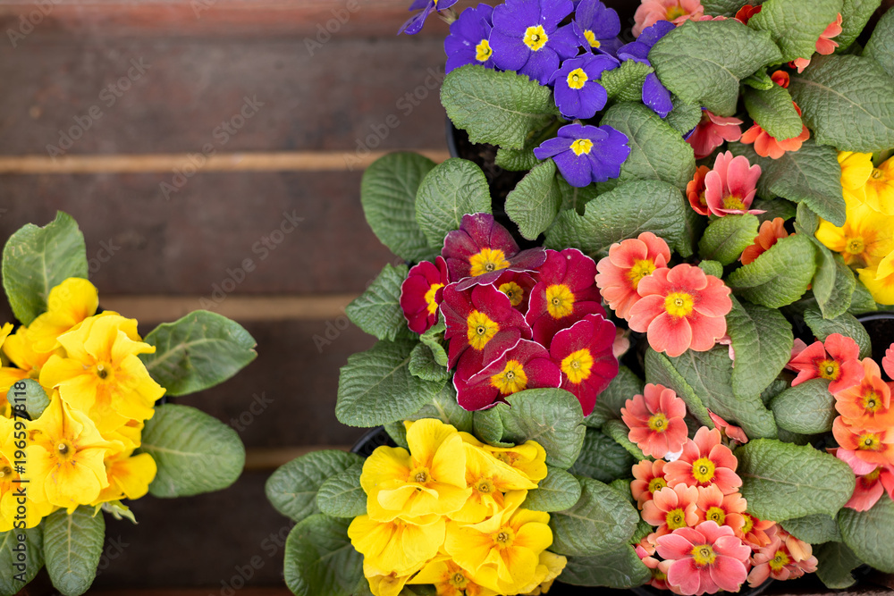 custom made wallpaper toronto digitalColorful primrose flowers in pots on wooden background. Bright spring blooming plants with yellow, purple and orange petals. Natural garden decoration, seasonal floral arrangement, closeup. top view