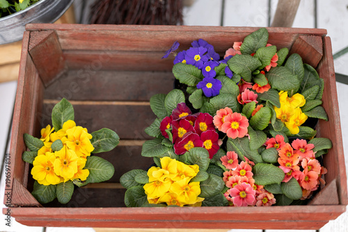 Wallpaper Mural Colorful primrose flowers in pots on wooden background. Bright spring blooming plants with yellow, purple and orange petals. Natural garden decoration, seasonal floral arrangement, closeup. top view Torontodigital.ca