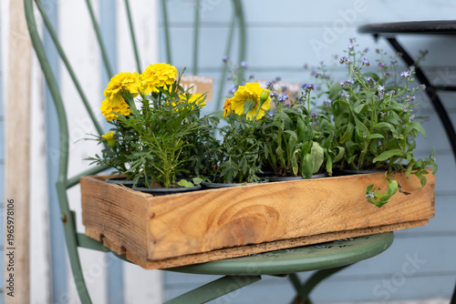 Wallpaper Mural Wooden tray with small potted flowers placed on a garden chair, featuring bright yellow marigolds Mixed Green fresh aromatic herbs - melissa, mint, thyme, basil, parsley in pots. Gardening at home.  Torontodigital.ca