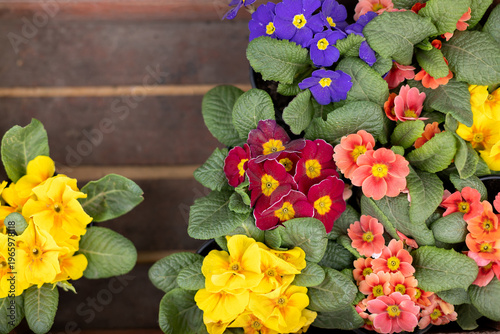 Wallpaper Mural Colorful primrose flowers in pots on wooden background. Bright spring blooming plants with yellow, purple and orange petals. Natural garden decoration, seasonal floral arrangement, closeup. top view Torontodigital.ca