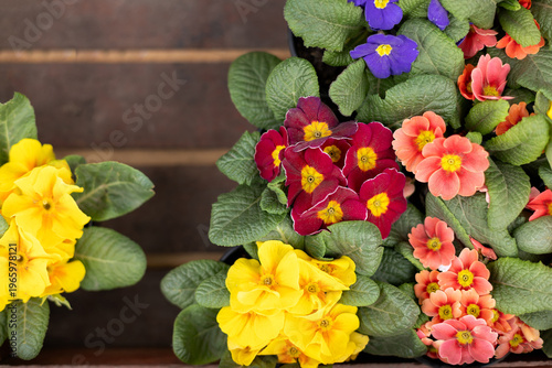 Wallpaper Mural Colorful primrose flowers in pots on wooden background. Bright spring blooming plants with yellow, purple and orange petals. Natural garden decoration, seasonal floral arrangement, closeup. top view Torontodigital.ca