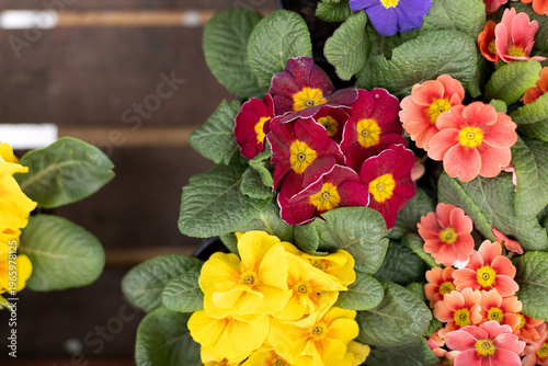 Wallpaper Mural Colorful primrose flowers in pots on wooden background. Bright spring blooming plants with yellow, purple and orange petals. Natural garden decoration, seasonal floral arrangement, closeup. top view Torontodigital.ca