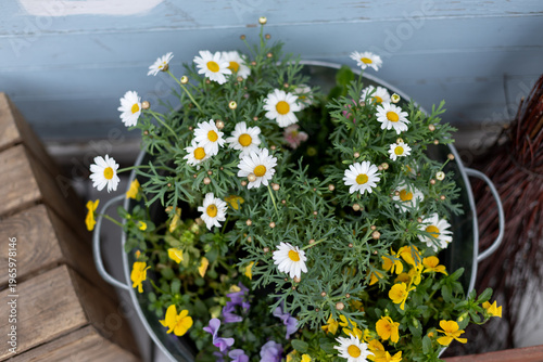 Wallpaper Mural Top view of blooming chamomile and wildflowers growing in a vintage aluminum basin with handles on a home terrace or garden. Cozy rustic outdoor decor with natural light and spring or summer mood. Torontodigital.ca