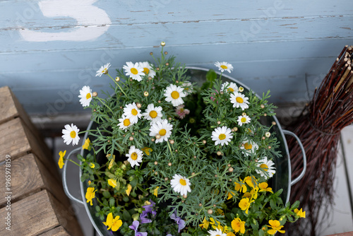 Wallpaper Mural Top view of blooming chamomile and wildflowers growing in a vintage aluminum basin with handles on a home terrace or garden. Cozy rustic outdoor decor with natural light and spring or summer mood. Torontodigital.ca