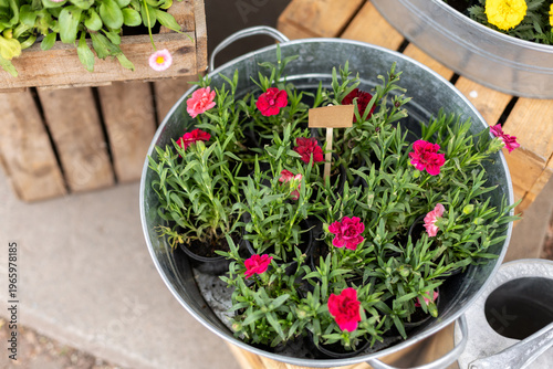 Wallpaper Mural Red carnation flowers in old aluminum tub at garden. Blooming potted plants arranged in crate at outdoor market, spring floral sale, retail gardening concept. Torontodigital.ca