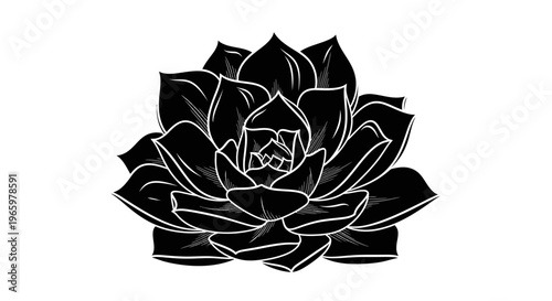 Elegant Black and White Succulent Plant Illustration.