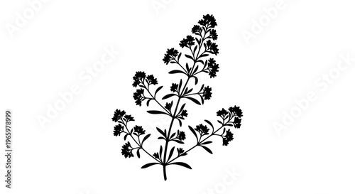 Elegant Silhouette of a Blooming Galium Aparine Plant.