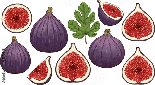 Hand drawn fig fruit collection with whole and sliced figs, leaves, detailed botanical vector illustration isolated on light background