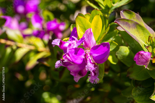 Macro shot of purple Myrtle...