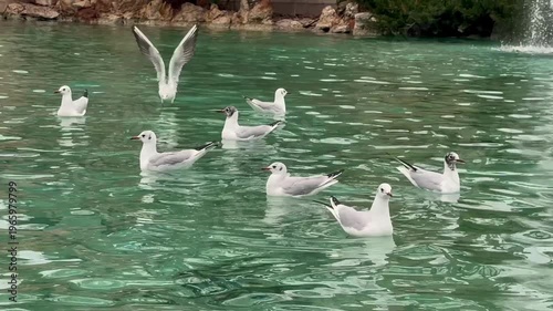 seagulls swimming and taking off on water surface in park