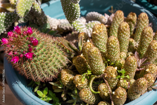 Blooming Mammillaria zeilma...