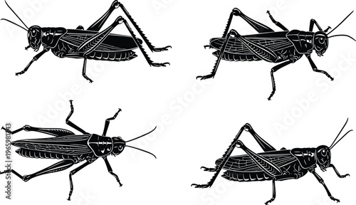 Stylized grasshopper illustrations, insect anatomy drawing, entomology art, segmented body, wings, antennae, bold graphic pose, educational insect sketch