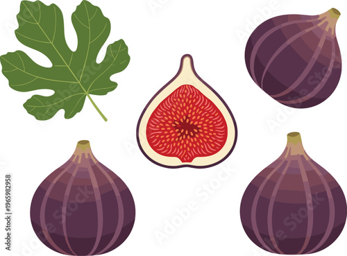 Fig fruit set with leaf whole figs and sliced half detailed organic botanical vector illustration isolated