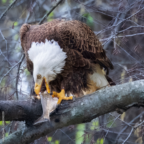 Eagle eating breakfast