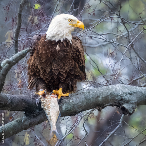 Eagle holding on to its breakfast