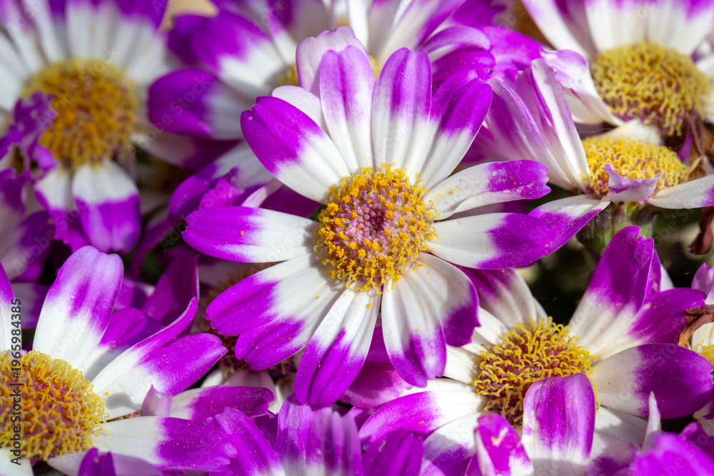 Obraz premium Macro shot of blooming Pericallis hybrida Cineraria flowers with purple and white petals