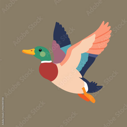 Colorful mallard duck in flight with spread wings