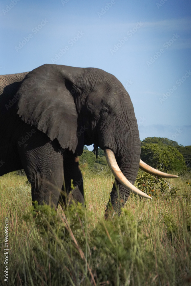 Fototapeta premium Big elephant with two ivory on a Sarafi in Africa