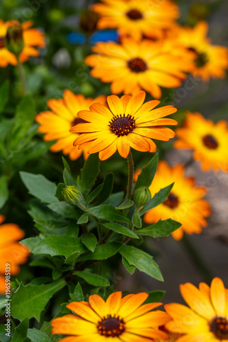 Close up of vibrant orange ...