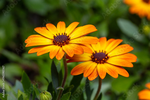 Close up of vibrant orange ...