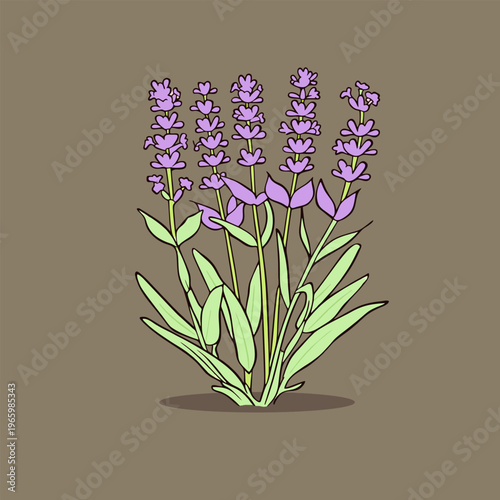 Purple lavender flowers with green stems in botanical art