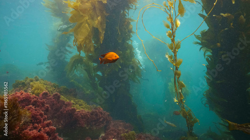 Fotografi Garibaldi Amongst the Kelp Forests of Catalina Dive Park
