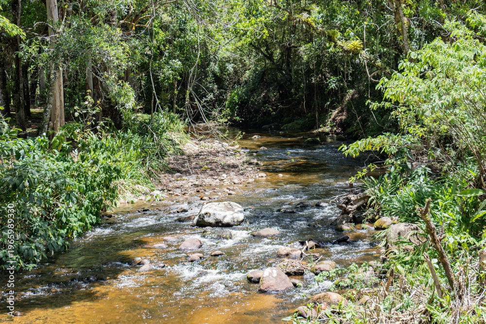 Obraz premium Clear Forest Stream Flowing Through Lush Green Woodland
