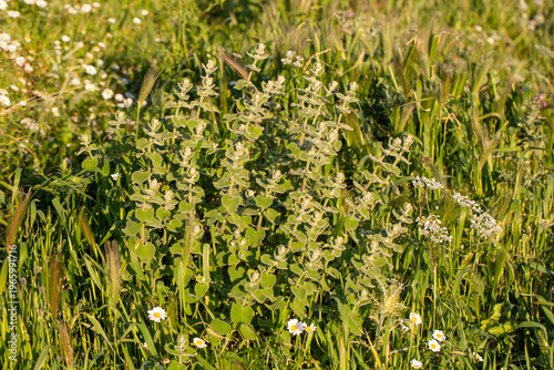 Ballota pseudodictamnus pla...