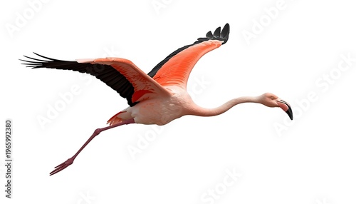 A beautiful greater flamingo in flight with its impressive wings spread wide against a bright white background.