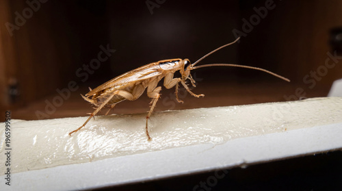 Cockroach crawling on a sticky trap inside a kitchen cabinet. Professional disinsection and pest control concept. Removal of common household insects and hygiene hazard treatment.