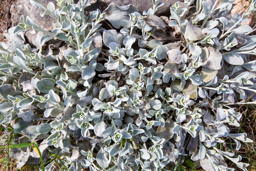 Top view of silver Ballota ...