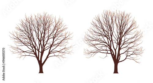 Two leafless trees with intricate brown branches stand side by side against a plain white background in late autumn or winter.