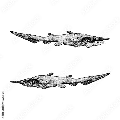 Hand-drawn stipple and ink dot vector illustration set featuring two primitive goblin sharks (Mitsukurina owstoni) facing opposite directions, showcasing their distinctive elongated snouts.