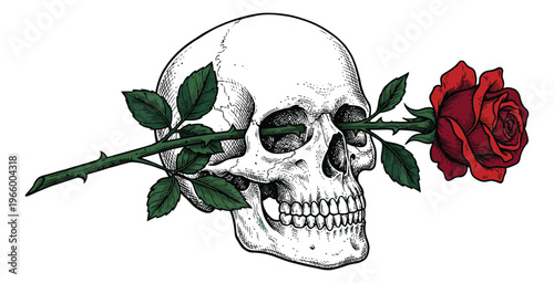 Engraving illustration of human skull with red rose depicting gothic memento mori theme for tattoo and apparel design