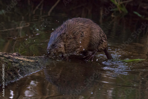 Aufnahme einer Bisamratte beim hochklettern auf einen Baumstamm.