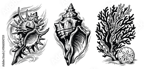 Engraving illustration set of 3 ocean elements featuring spiky murex shell, conch and coral with sand dollar for nautical design