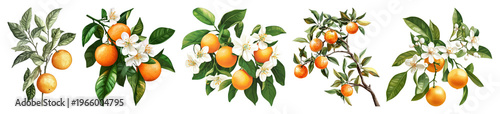 PNG Vintage citrus floral illustration design, transparent background