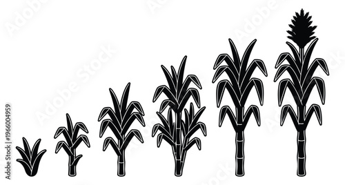 Silhouette illustration set of 6 sugarcane plants depicting growth stages progression for agriculture and botany design