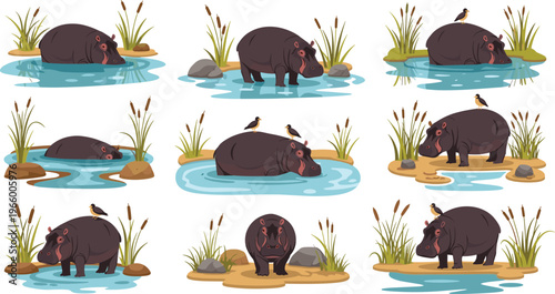 Hippo in river habitat illustration set with water scenes, reeds and birds, wildlife nature vector collection of hippopotamus activities