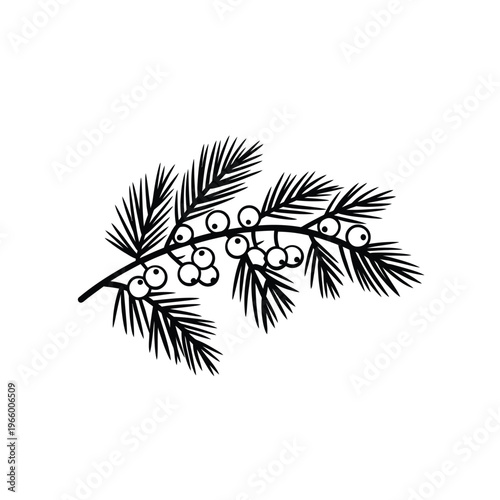 A simple black and white illustration depicting a juniper branch with needles and round berries